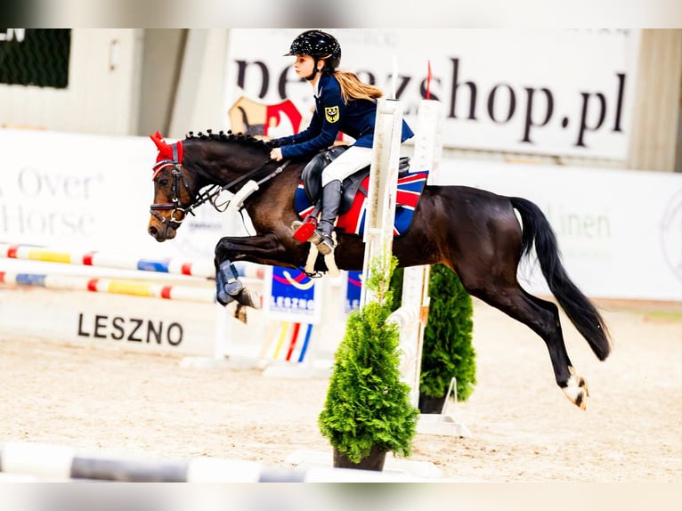 Felin Pony Gelding 8 years 12,2 hh Brown in Stary W&#x119;gliniec