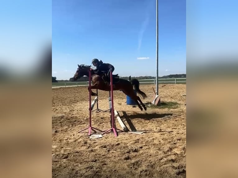 Felin Pony Gelding 8 years 13.3 hh Brown in Toruń