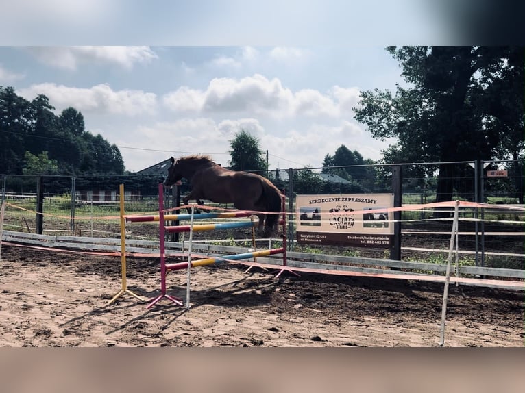 Felin Pony Gelding 8 years 14.2 hh Chestnut-Red in Szczytniki