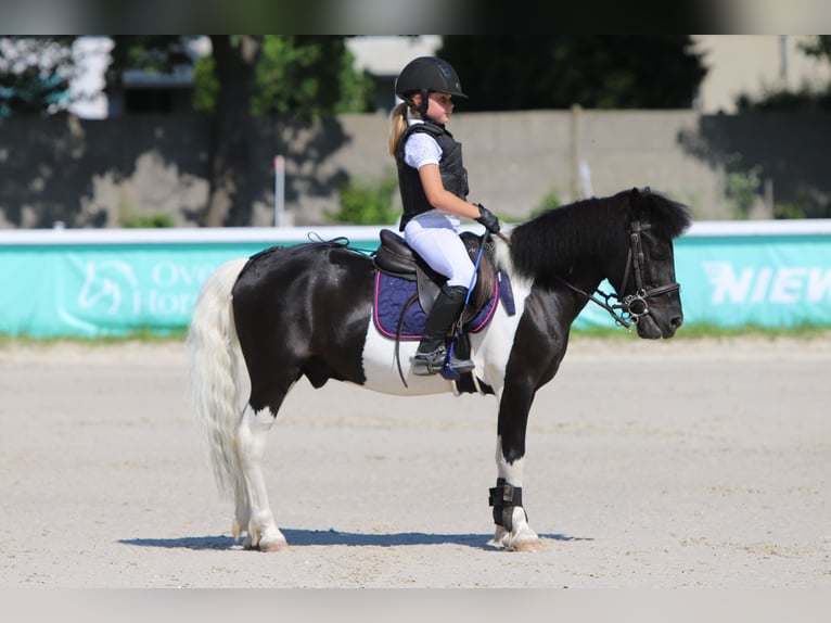 Felin Pony Mix Mare 16 years 11,1 hh Pinto in Golina