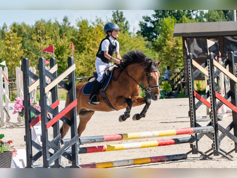 Felin Pony Mare 17 years 13,2 hh Brown in Sadówka