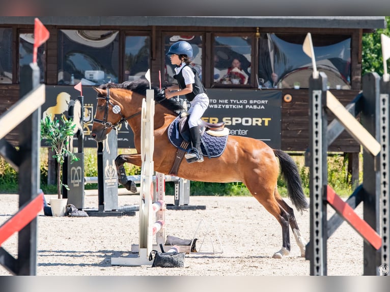 Felin Pony Mare 17 years 13,2 hh Brown in Sadówka