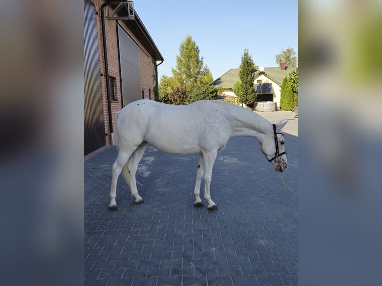 Felin Pony Mare 6 years 14,1 hh Leopard-Piebald in Nowiny