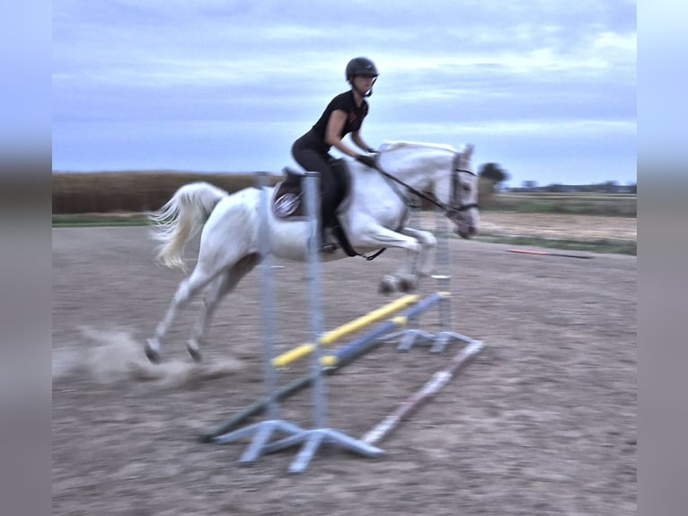 Felin Pony Mare 6 years 14,1 hh Leopard-Piebald in Nowiny