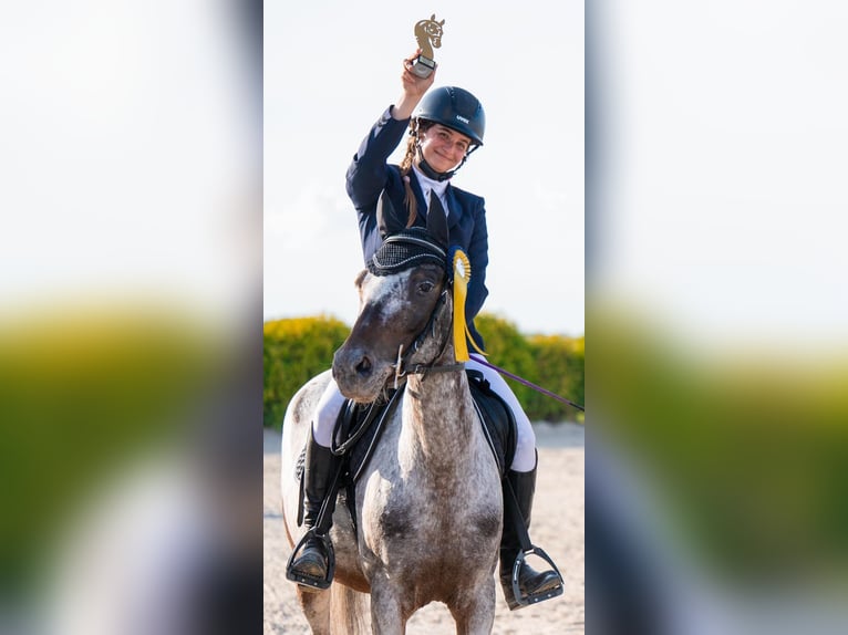 Felin Pony Mare 8 years 13.2 hh Leopard-Piebald in Lublin