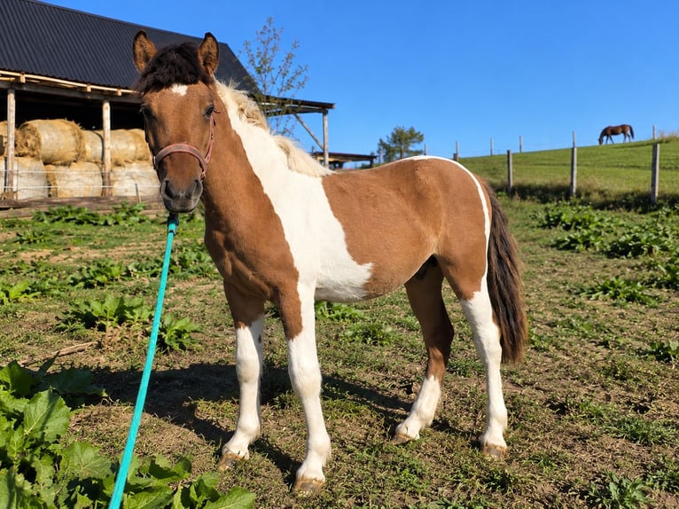 Felin Pony Mix Stallion 1 year 12.2 hh Pinto in Hrubieszów