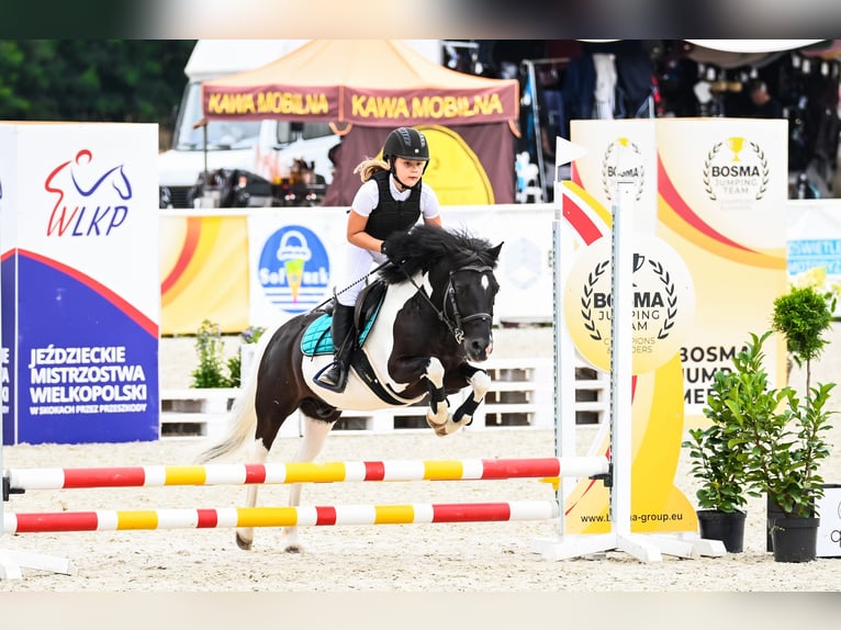 Felinski ponny Blandning Sto 16 år 117 cm Pinto in Golina