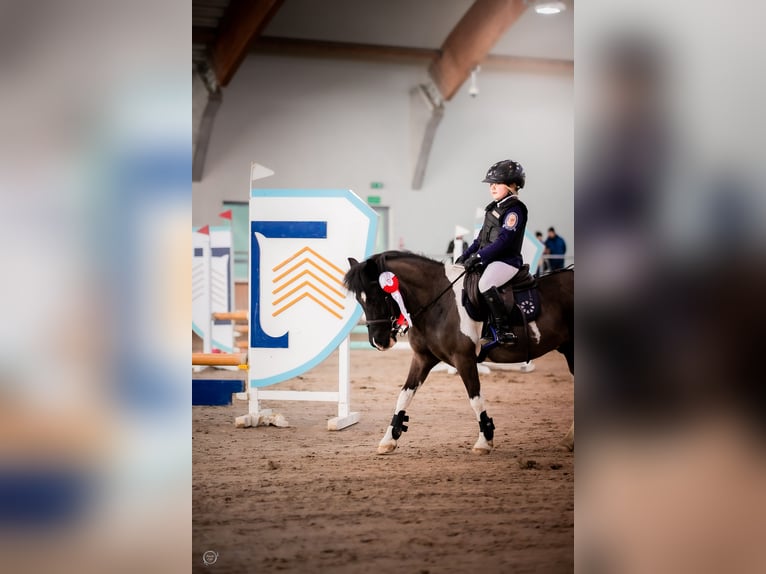 Felinski ponny Blandning Sto 16 år 117 cm Pinto in Golina