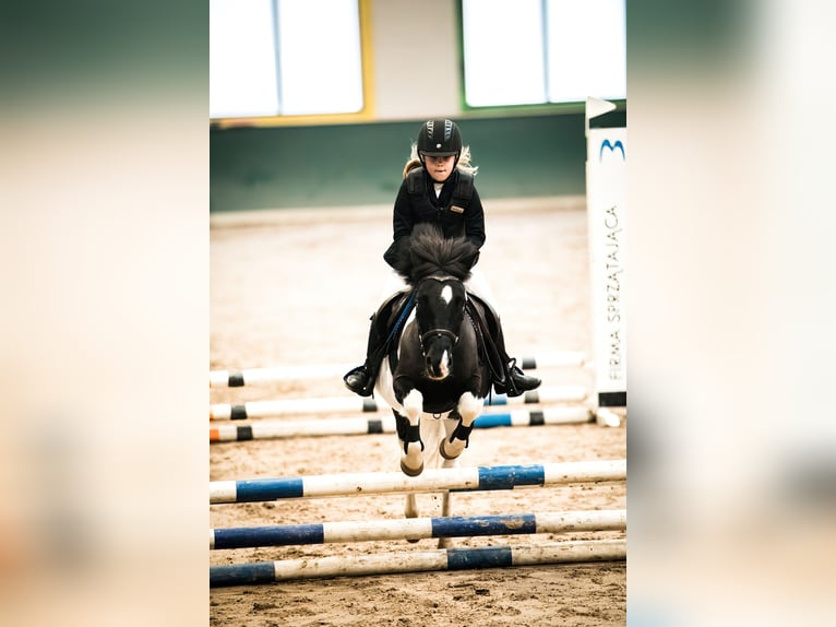 Felinski ponny Blandning Sto 16 år 117 cm Pinto in Golina