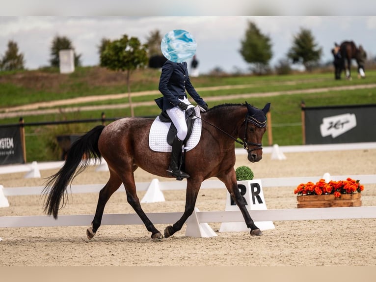 Felinski ponny Sto 9 år 148 cm Brunskimmel in Poznań