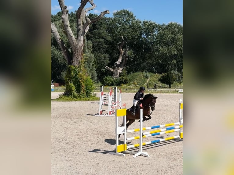 Felinski ponny Valack 6 år 142 cm Brun in Murowana Goślina