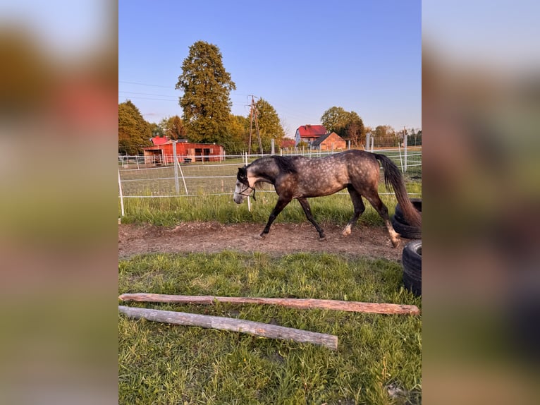 Felinski Pony Hengst 3 Jahre 140 cm Schimmel in Pilzno