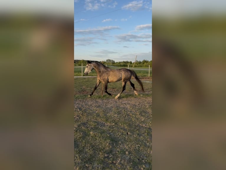 Felinski Pony Hengst 3 Jahre 140 cm Schimmel in Pilzno