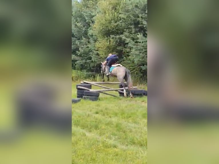 Felinski Pony Hengst 3 Jahre 140 cm Schimmel in Pilzno