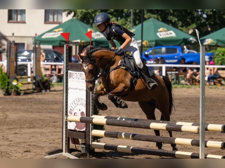 Felinski-pony Merrie 11 Jaar 129 cm Lichtbruin in Grzybno