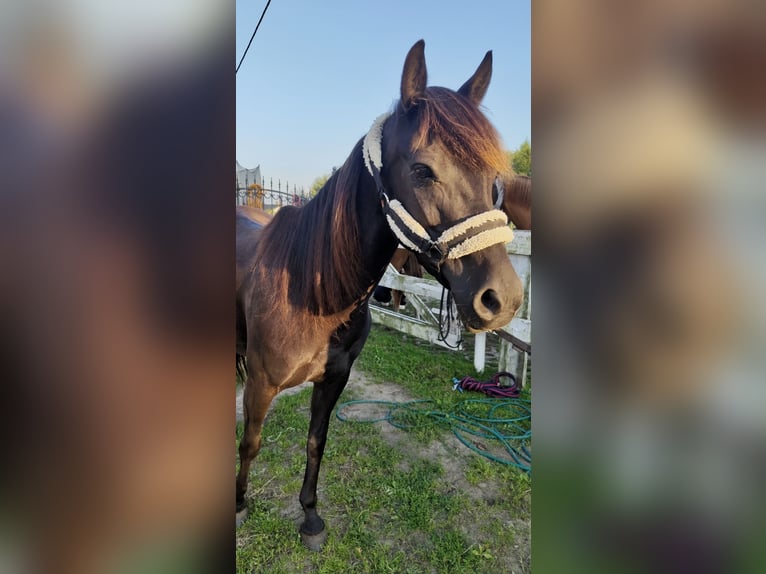 Felinski-pony Merrie 5 Jaar 135 cm Zwart in Chwaszczyno