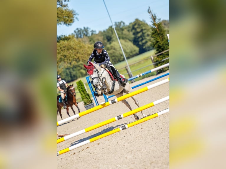 Felinski-pony Merrie 9 Jaar 145 cm Schimmel in Zagórów