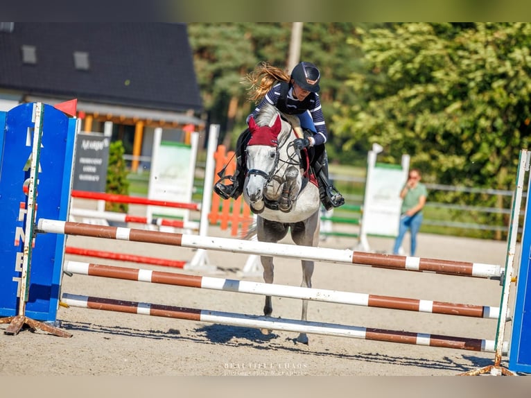 Felinski-pony Merrie 9 Jaar 145 cm Schimmel in Zagórów