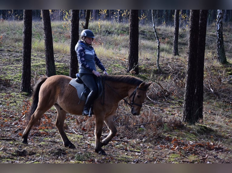 Felinski-pony Ruin 3 Jaar 147 cm Falbe in Che&#x142;mno
