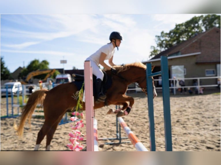 Felinski-pony Ruin 4 Jaar 144 cm Vos in Leszno Dolne