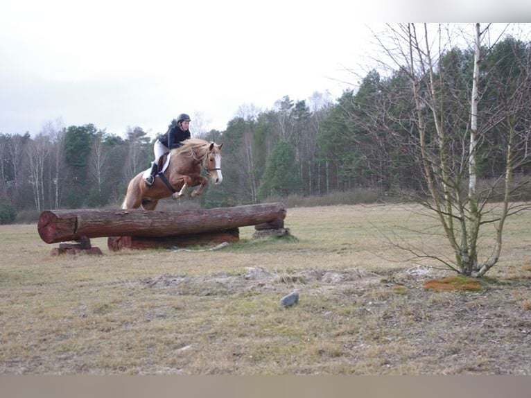 Felinski-pony Ruin 4 Jaar 144 cm Vos in Leszno Dolne