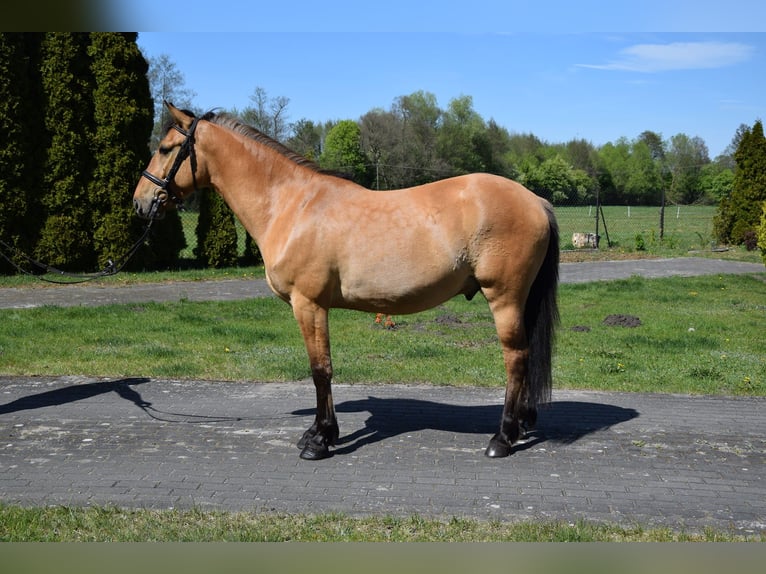 Felinski-pony Ruin 4 Jaar 147 cm Falbe in Chełmno