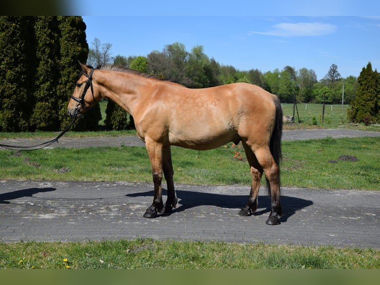 Felinski-pony Ruin 4 Jaar 147 cm Falbe in Chełmno