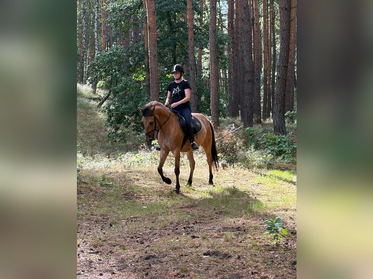 Felinski-pony Ruin 4 Jaar 147 cm Falbe in Chełmno