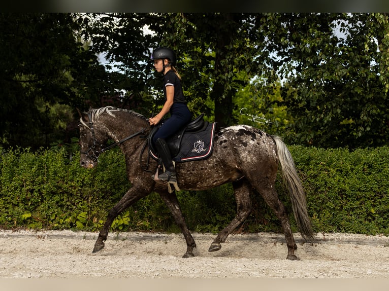 Felinski-pony Ruin 5 Jaar 140 cm Appaloosa in Poznań