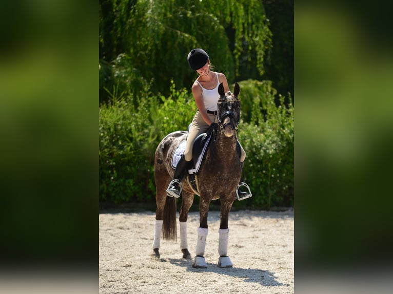 Felinski-pony Ruin 5 Jaar 140 cm Appaloosa in Poznań