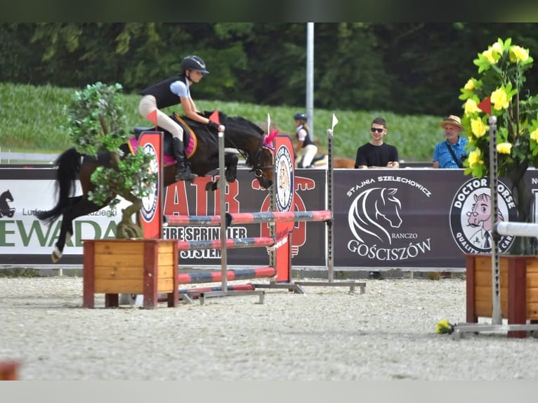 Felinski-pony Ruin 8 Jaar 128 cm Bruin in Stary W&#x119;gliniec
