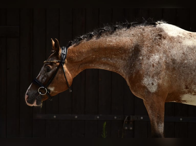 Felinski-pony Ruin 9 Jaar 143 cm Appaloosa in Poznań