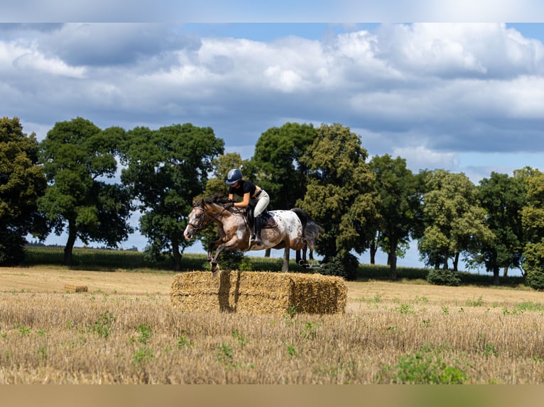 Felinski-pony Ruin 9 Jaar 143 cm Appaloosa in Poznań