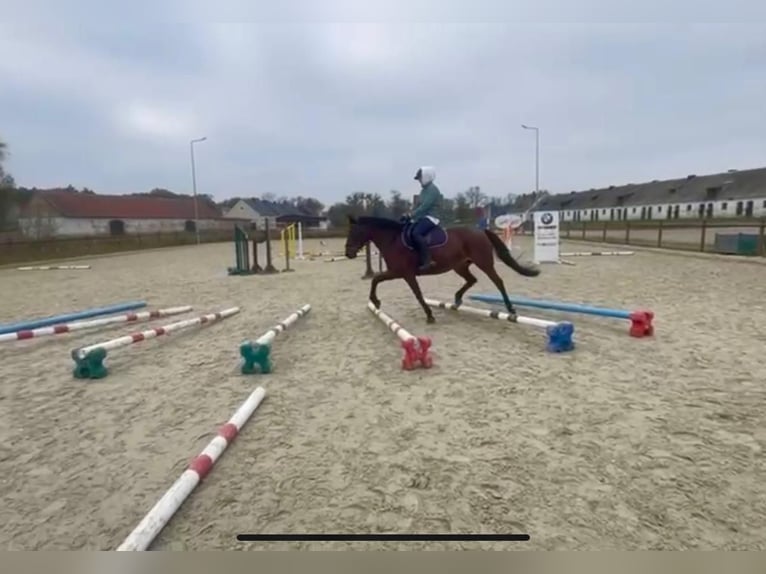 Felinski Pony Stute 10 Jahre 148 cm Roan-Bay in Poznań