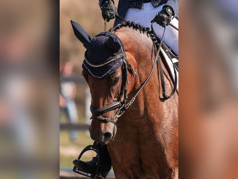 Felinski Pony Stute 10 Jahre 148 cm Roan-Bay in Poznań