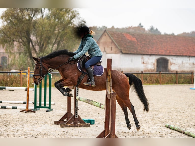 Felinski Pony Stute 10 Jahre 148 cm Roan-Bay in Poznań