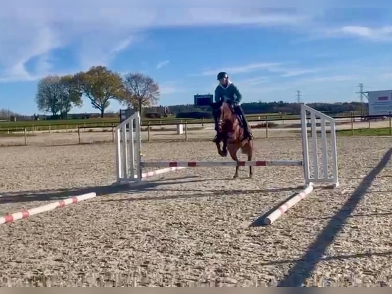 Felinski Pony Stute 10 Jahre 148 cm Roan-Bay in Poznań