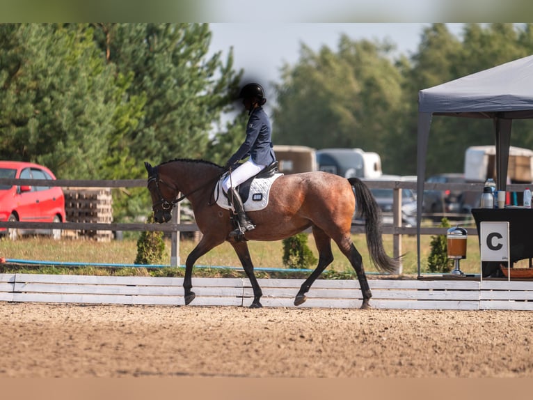 Felinski Pony Stute 10 Jahre 148 cm Roan-Bay in Poznań