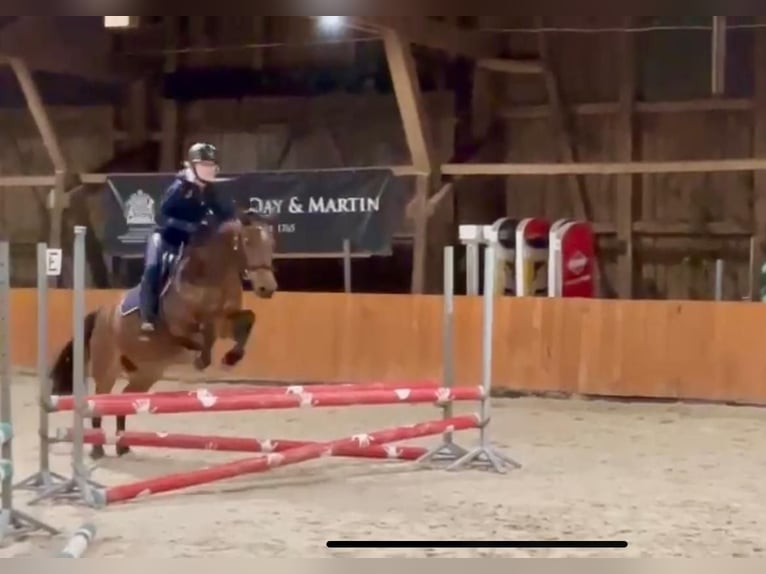 Felinski Pony Stute 10 Jahre 148 cm Roan-Bay in Poznań