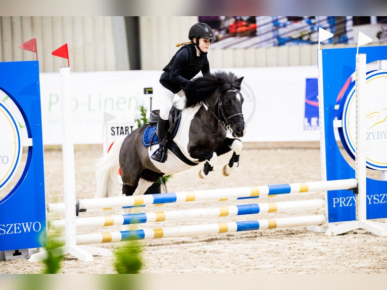 Felinski Pony Mix Stute 16 Jahre 117 cm Schecke in Golina