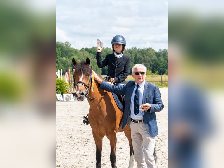 Felinski Pony Stute 17 Jahre 140 cm Brauner in Sadówka