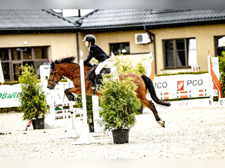 Felinski Pony Stute 18 Jahre 140 cm Brauner in Sad&#xF3;wka