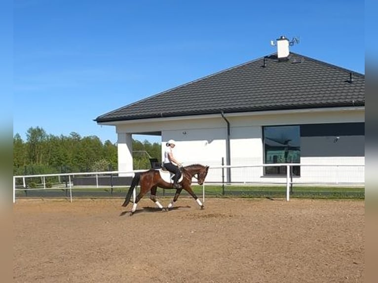 Felinski Pony Stute 3 Jahre 140 cm Rotbrauner in Wielgie