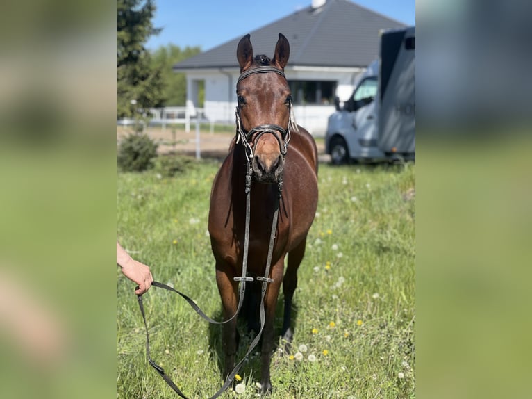 Felinski Pony Stute 3 Jahre 140 cm Rotbrauner in Wielgie