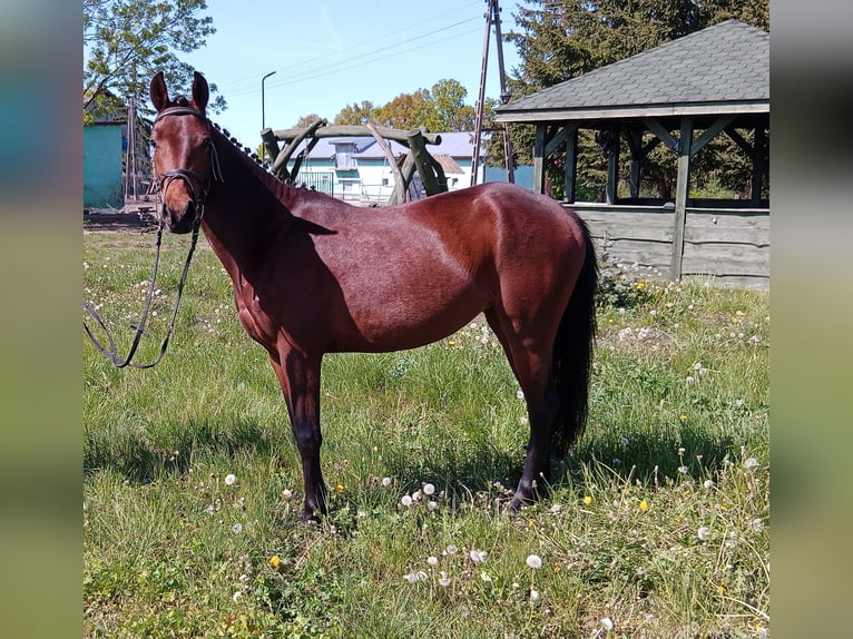 Felinski Pony Stute 3 Jahre 140 cm Rotbrauner in Wielgie