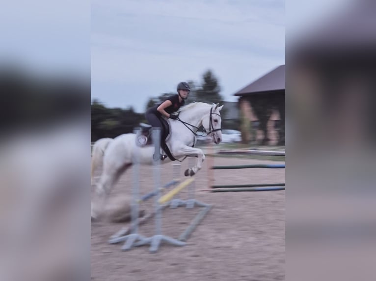 Felinski Pony Stute 6 Jahre 145 cm Tigerschecke in Nowiny