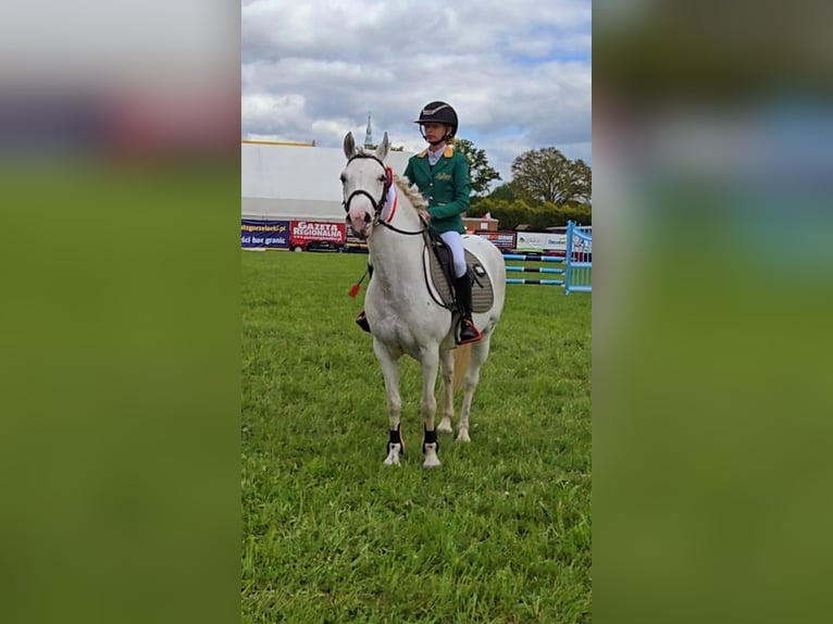 Felinski Pony Stute 7 Jahre 140 cm Tigerschecke in Leszno Dolne