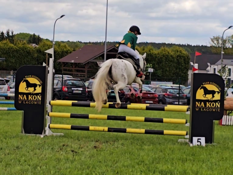 Felinski Pony Stute 7 Jahre 140 cm Tigerschecke in Leszno Dolne
