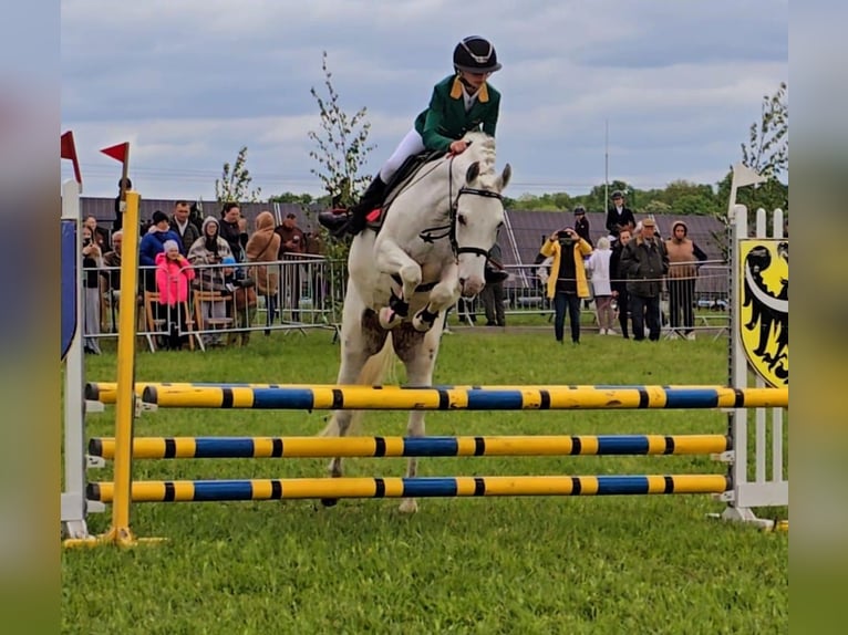 Felinski Pony Stute 7 Jahre 140 cm Tigerschecke in Leszno Dolne