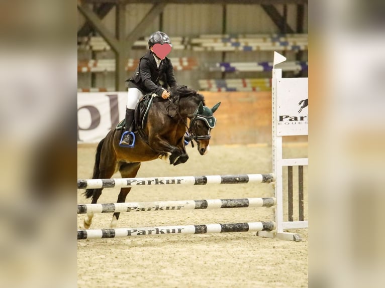 Felinski Pony Mix Stute 8 Jahre 120 cm Brauner in Psary